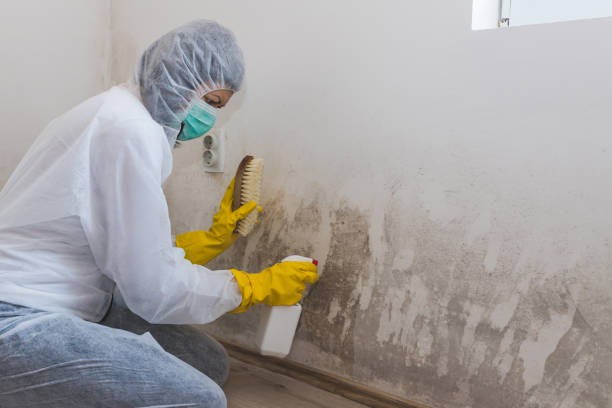 Best Residential Mold Removal  in Emmetsburg, IA
