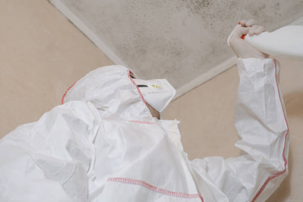 Reliable Emmetsburg, IA Mold Removal Solutions