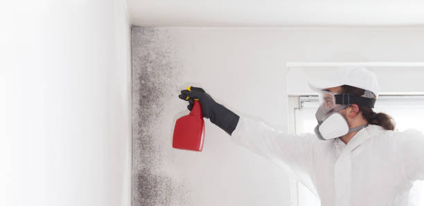 Best Home Mold Removal  in Emmetsburg, IA
