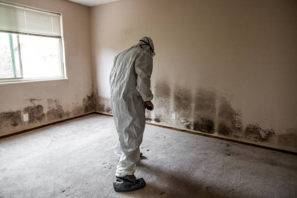 Mold Removal and Inspection in Emmetsburg, IA