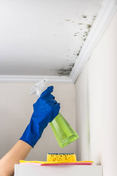 Best Mold Removal Process  in Emmetsburg, IA