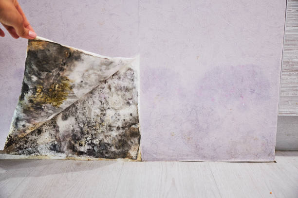 Best Professional Mold Removal  in Emmetsburg, IA
